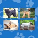 Dogs Quiz
