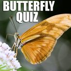 Quiz : What Butterfly Are You 