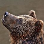 Guess the Animal Sounds