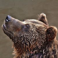 Guess the Animal Sounds