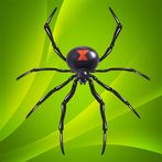 Spider Solitaire Classic