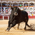 Bull Fighting Games-Bull Games