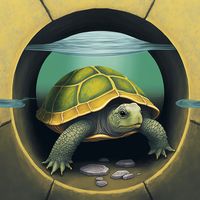Turtle Tour