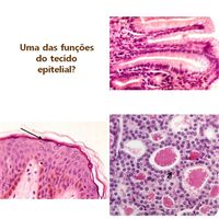 HISTOLOGIA VITAIS