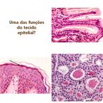 HISTOLOGIA VITAIS