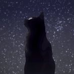 Seize the Night