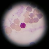Test Histología