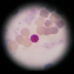 Test Histología