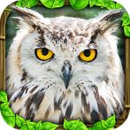 Owl Simulator