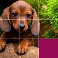 Puppy Jigsaw, Mind Workout