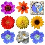 Memory Games Picture Matching 