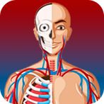 Quiz de Anatomia em Português