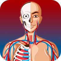 Quiz de Anatomia em Português