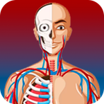 Quiz de Anatomia em Português