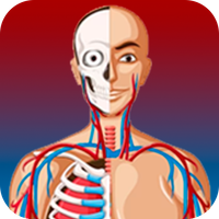 Quiz de Anatomia em Português