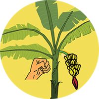 Knock Down Trees From Binjai