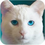 Omar Juegos Para Gatos