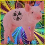 Swine