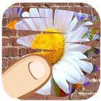 Flores, cuál se esconde