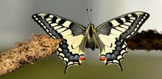 swallowtail butterfly - Screenshot 3