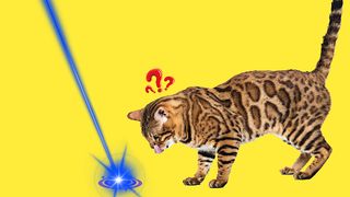 Laser for cat. Cat games. Joke - Screenshot 2