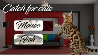 Catch for Cats - Screenshot 1