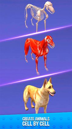 IDLE Animal Anatomy Clicker - Screenshot 1