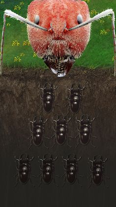 Ants Underground Kingdom Life - Screenshot 3