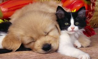 Puzzle Cute Dog - Sliding Puzz - Screenshot 2