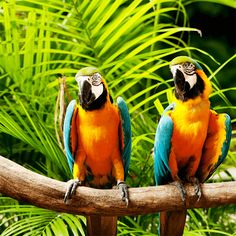 Birds Jigsaw Puzzle Games - Screenshot 2