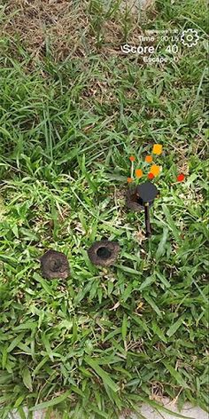 Whack A Mole AR - Screenshot 2