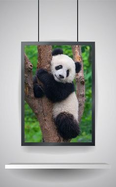 Picture Puzzle: Panda - Screenshot 2