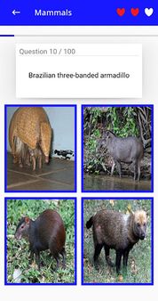 Animal Kingdom : Brazil (Quiz/ - Screenshot 4