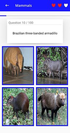 Animal Kingdom : Brazil (Quiz/ - Screenshot 4
