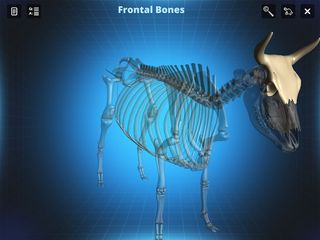 Bone Viewer - Ox Skeleton - Screenshot 1