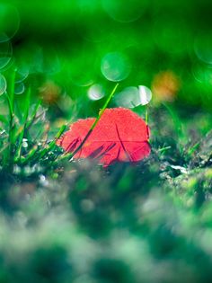 Pristine tundra - Screenshot 3