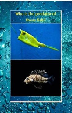 Fish test - Screenshot 1