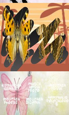 Butterflies, scratch hiding - Screenshot 4