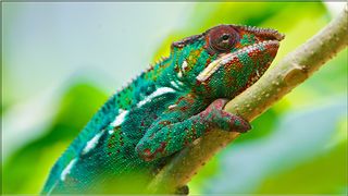 Animals Puzzles Jigsaw - Screenshot 3