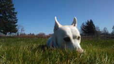 Halloween scare prank - Screenshot 2