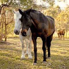 Horses Jigsaw Puzzle Games - Screenshot 4