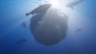 Beyond Blue - Screenshot 2