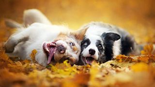 Dog Puzzles Jigsaw Games - Screenshot 3