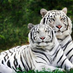 Tiger Jigsaw Puzzles  Games - Screenshot 3