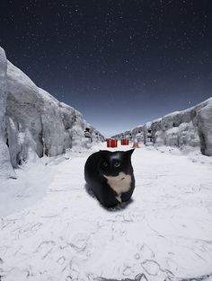 Maxwell Runner - maxwell cat - Screenshot 3