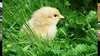 Baby Animal Sounds for Parents - Screenshot 3