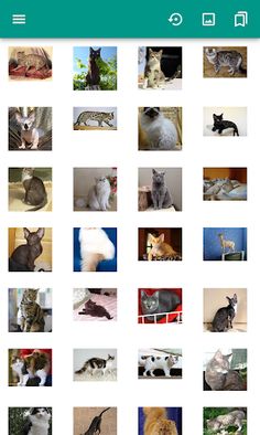 Cat breeds (quiz) - Screenshot 1
