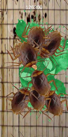 Stop the Cockroach! - Screenshot 1