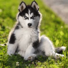 Cute Puppy Jigsaw Puzzles - Screenshot 3