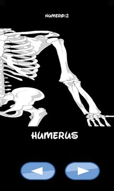 Skeleton bones, guess what is - Screenshot 2